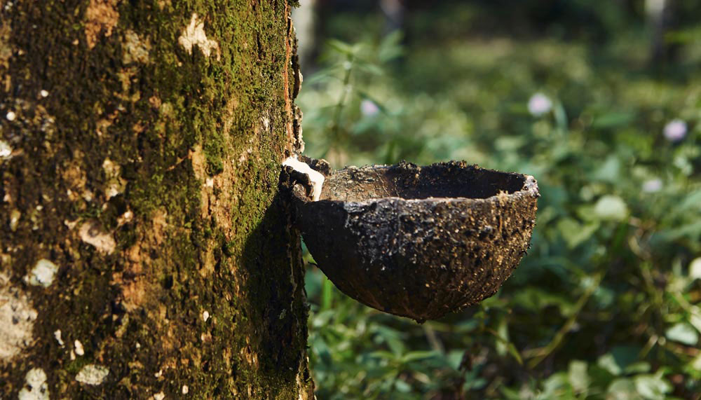 natural rubber collection